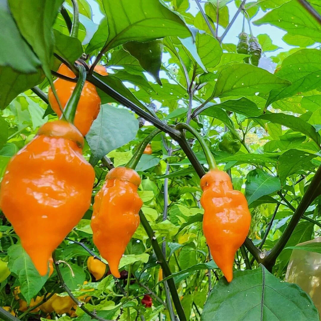 Carolina Reaper Pepper Seeds (20) / ORGANIC / FLORIDA GROWN / CRAZY SPICY