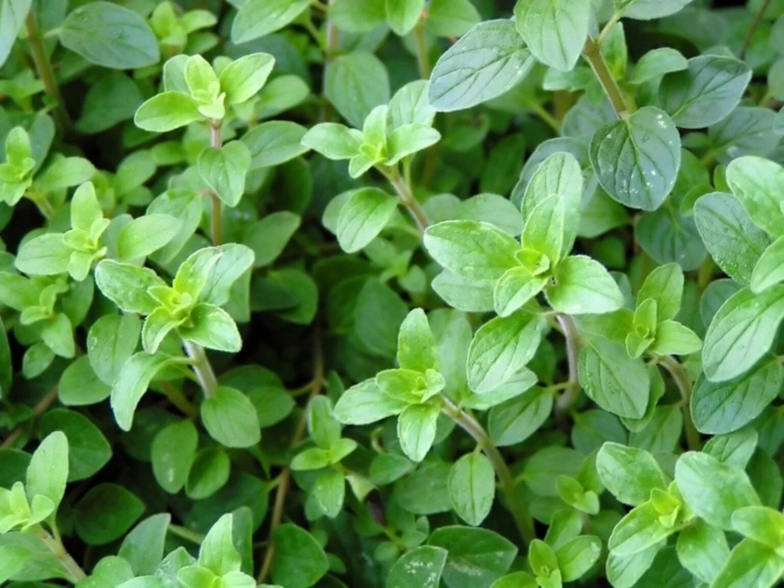 OREGANO GREEK 100 SEEDS