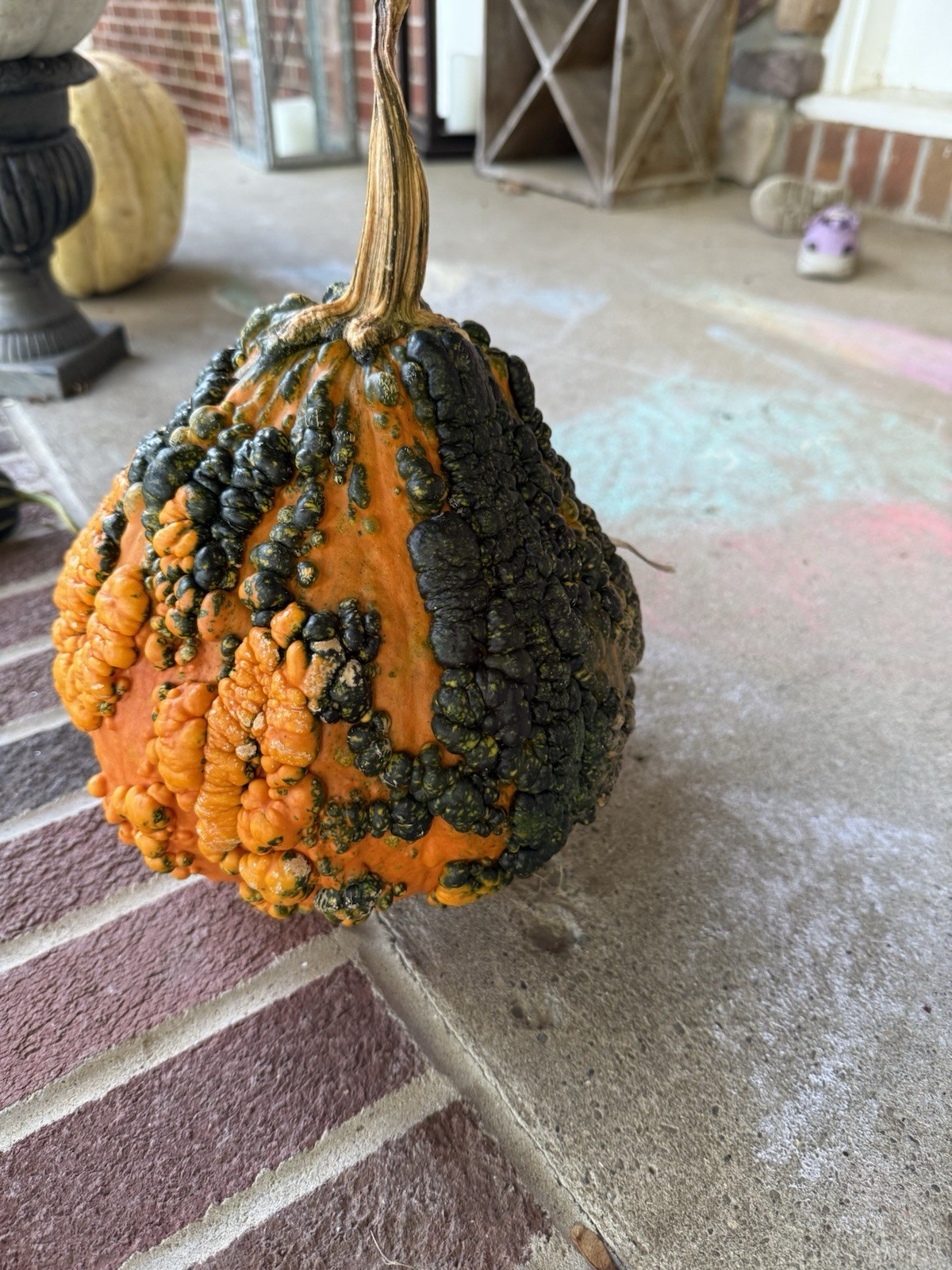 Seeds #2: Warty Orange and Green Gourd/Pumpkin. Exotic, unique seeds (10 count)