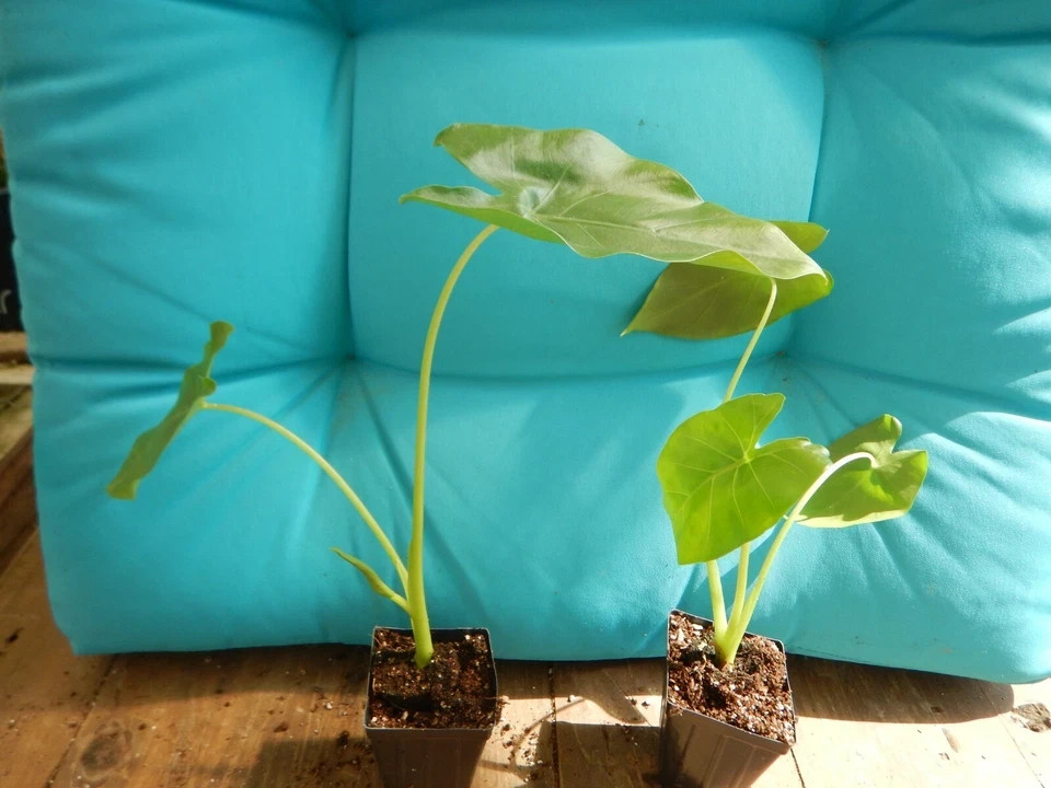 *BORNEO GIANT* Huge ELEPHANT EAR Taro Alocasia Macrorrhiza Rooted Starter Plants