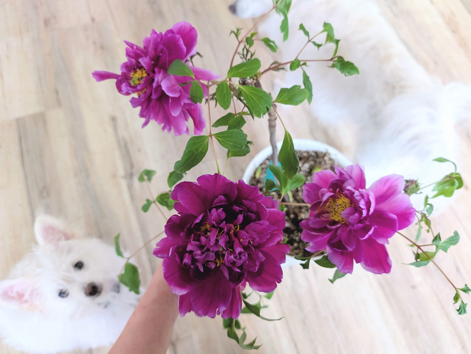 “Champion Crown” large flower tree peony