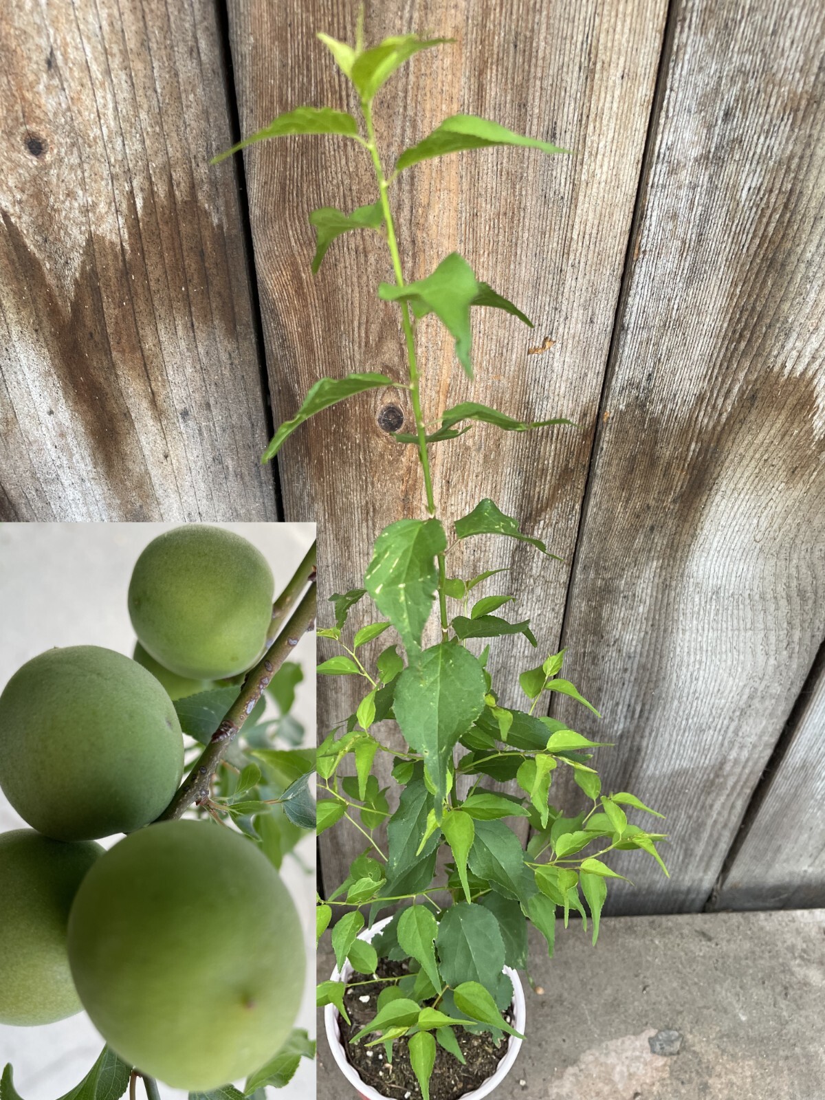 1 Japanese Ume Fruit Tree, or Plum Fruit Tree, Prunus Mume, Maesil, Tree