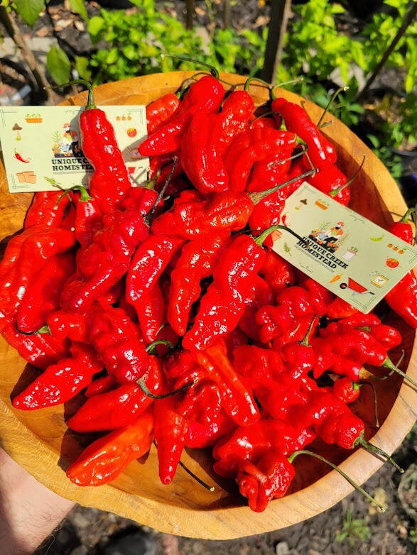 Leviathan Gnarly Scorpion Pepper 25 Seeds Red Chili Peppers 750,000+ Scoville