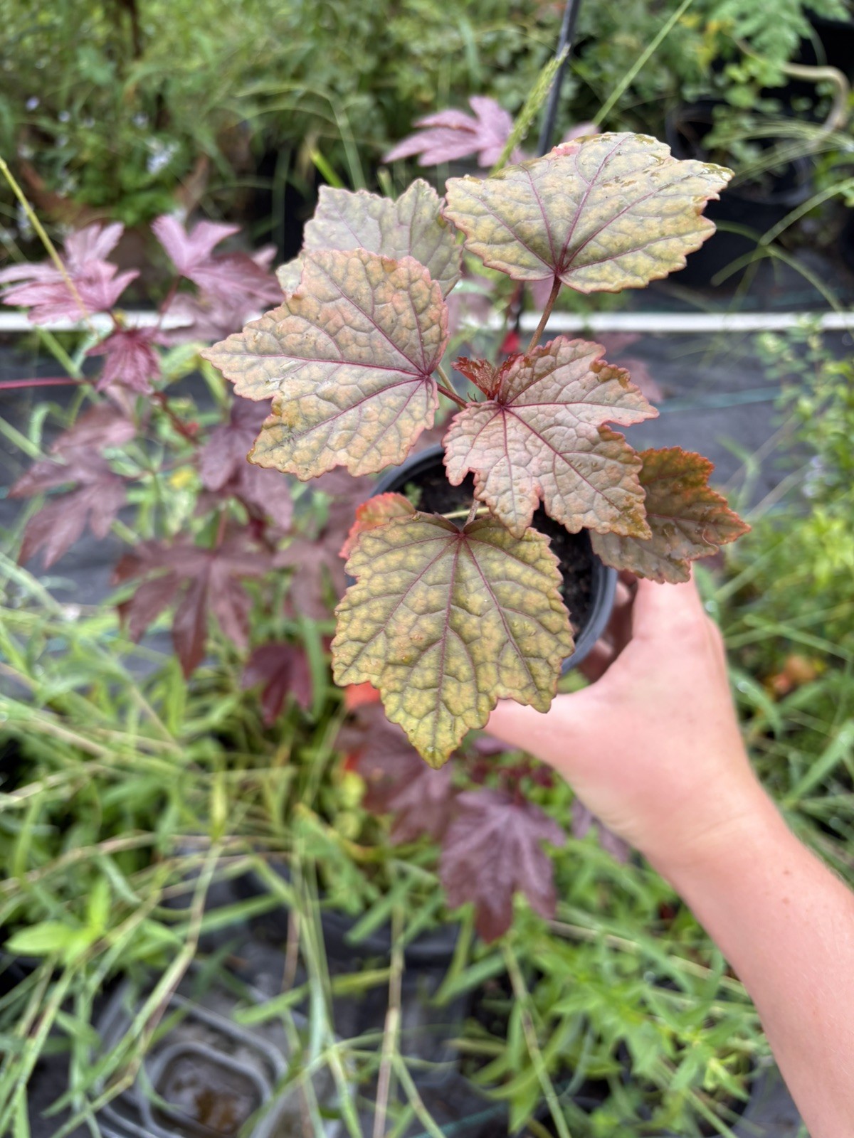 3 Pack Cranberry Hibiscus 9 Inch Plants in Soiled Pots- False Roselle