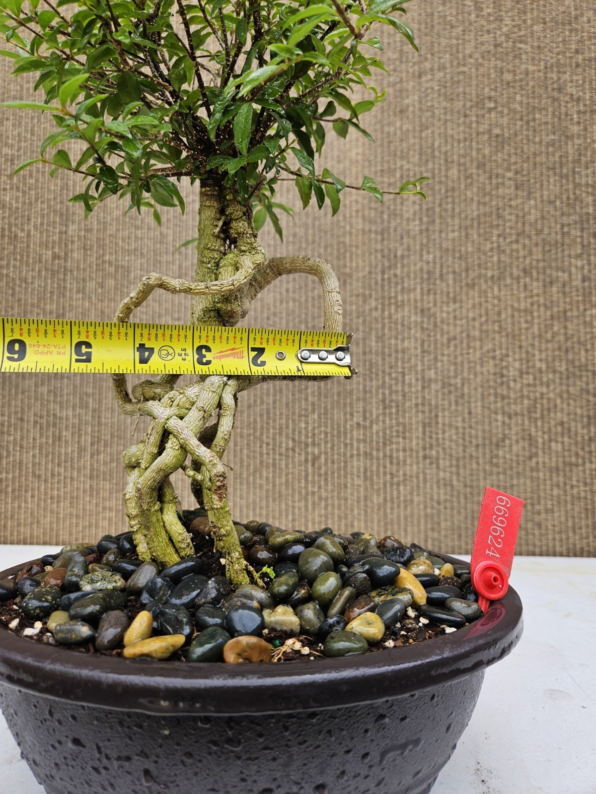 Old Barbados Cherry ( Malpighia Glabra-Hồng ngọc mai ) Bonsai Tree,,,sale