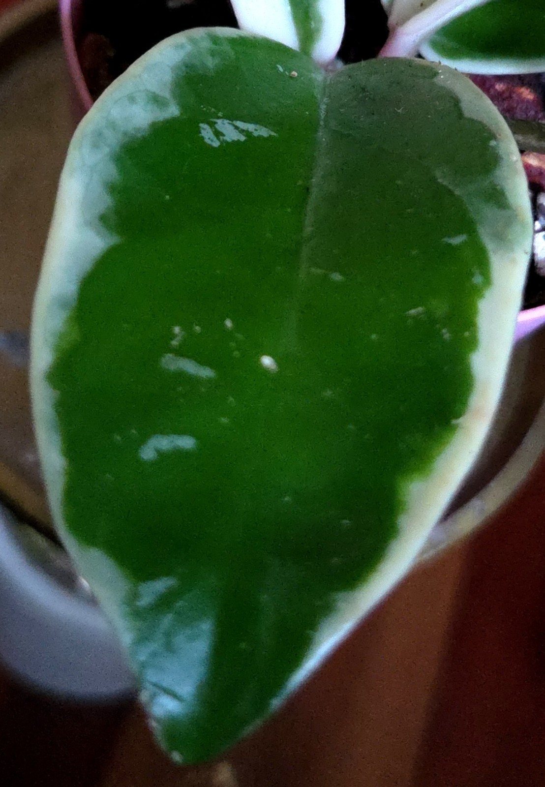 Rare Hoya Suzie Q Hybrid 8″ Tall Not Monstera Philodendron Aroid Anthurium