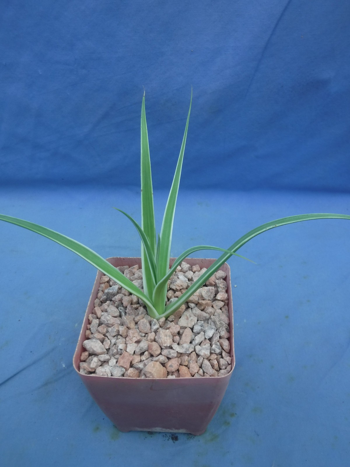 Agave bracteosa ‘Monterrey Frost’ VARIEGATED Starter Plant 4″-6″ Wide GRACEFUL!