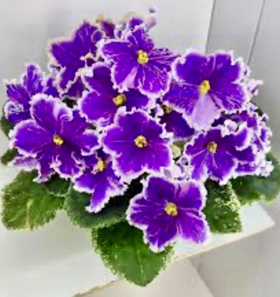 African Violet Plant LE Galakticheskij shtorm /Galactic Storm Starter