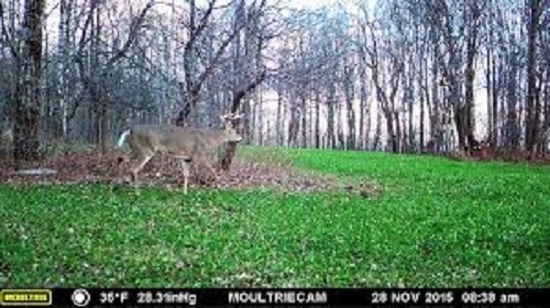 20 LBS WHITE LADINO CLOVER SEED FOR FOOD PLOT COATED AND INOCULATED FRESH SEED