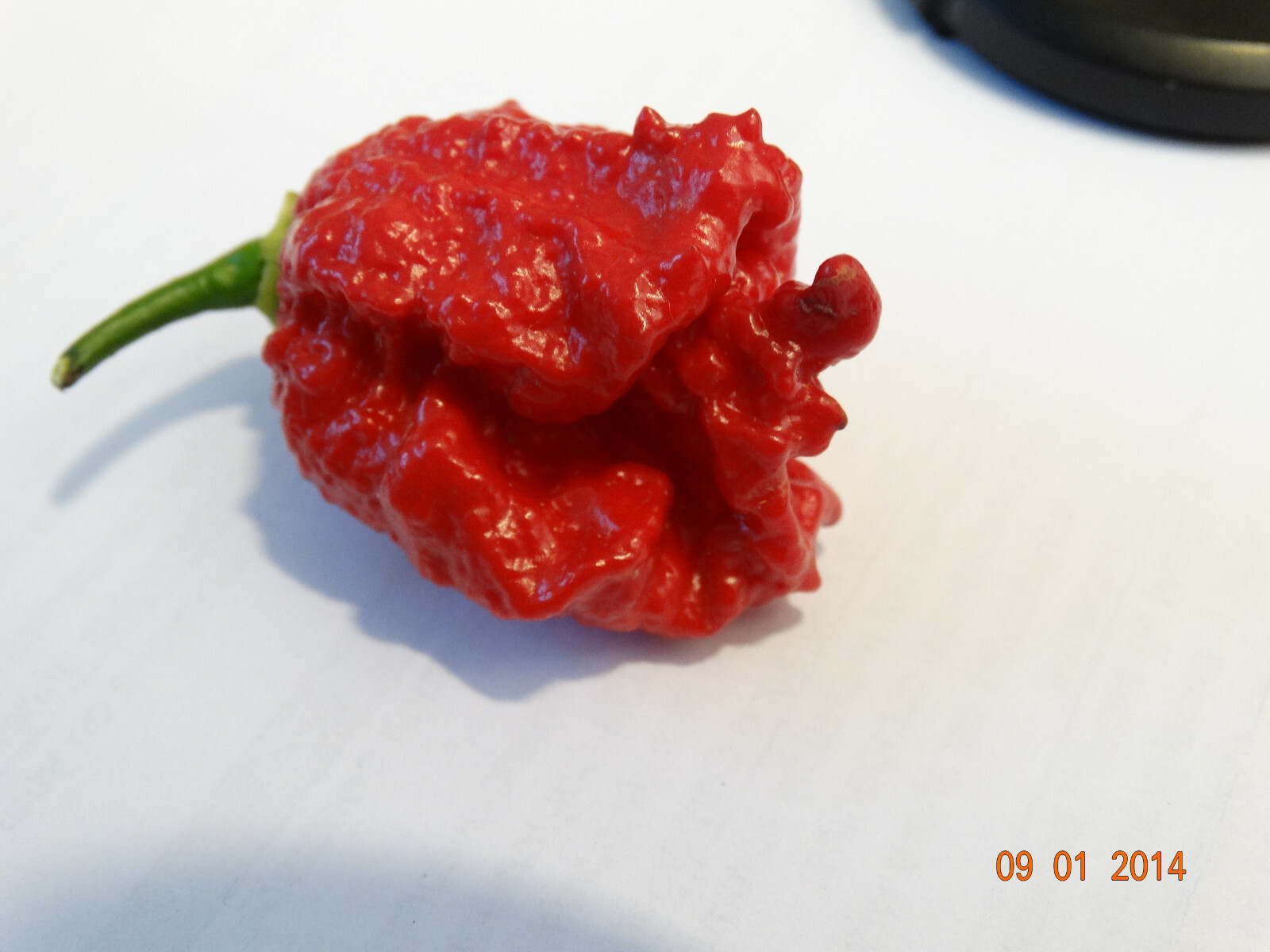 A+ Grade CAROLINA REAPER 25+ Hp22B seeds Growing Instructions Incl-d 2022 CROP