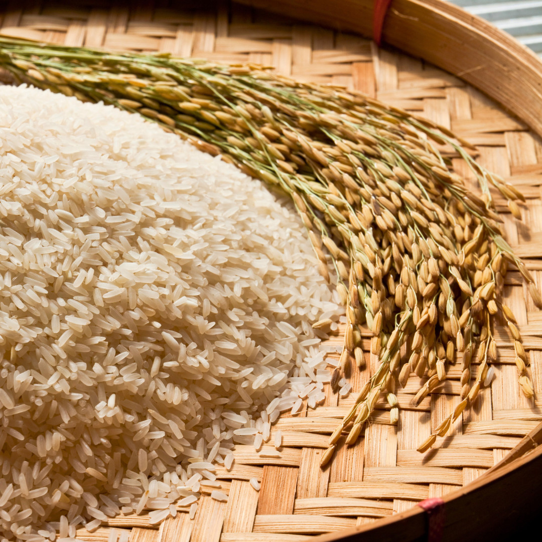 Fresh Yukimochi Rice Seeds | Short Grain | Heirloom Non-GMO | Grain Seeds