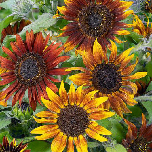 Sunflower TALL MARDI GRAS New Orleans Mix! Bees Butterflies! Non-GMO 50 Seeds!