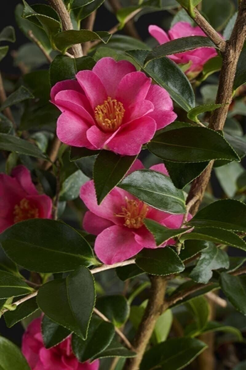 Camellia Kaniiro | 3 Gallon | Camellia japonica | Winter Blooms | Shade Tolerant