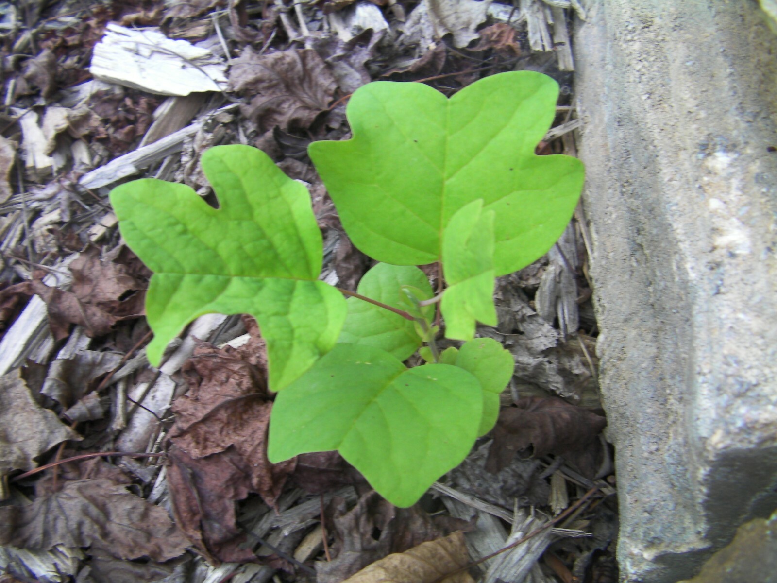 1-2 ft tall Tulip Poplar tree, Liriodendron Tulipifera, produce yellow flowers