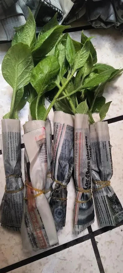 Orange Manzano Pepper Plants