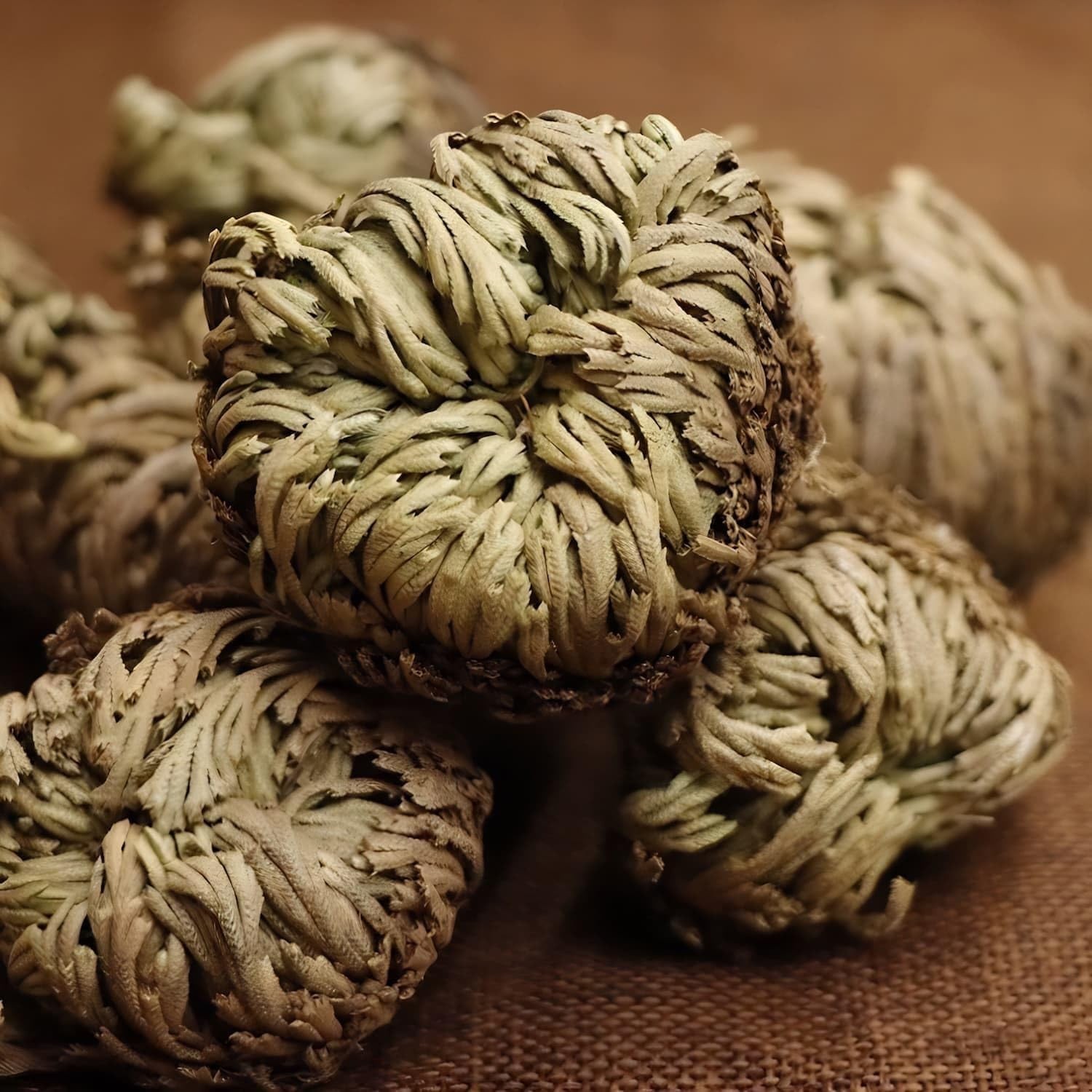 5 Pack Big 3.5 Rose of Jericho Resurrection Plants Flor De Jerico Original