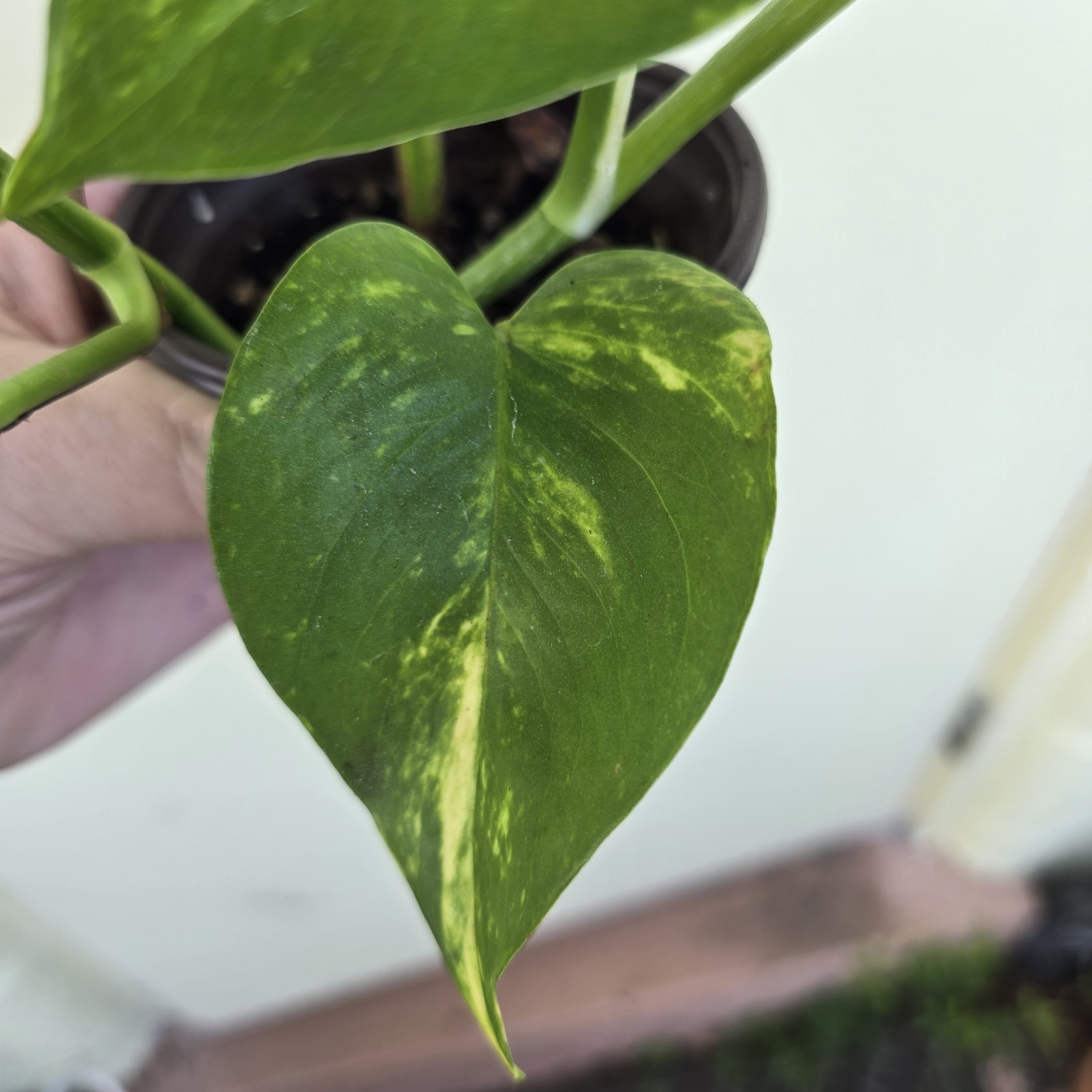 GIANT Rooted Variegated Golden Leaf Pothos Climbing Hawaiian Vine The Big Kind!