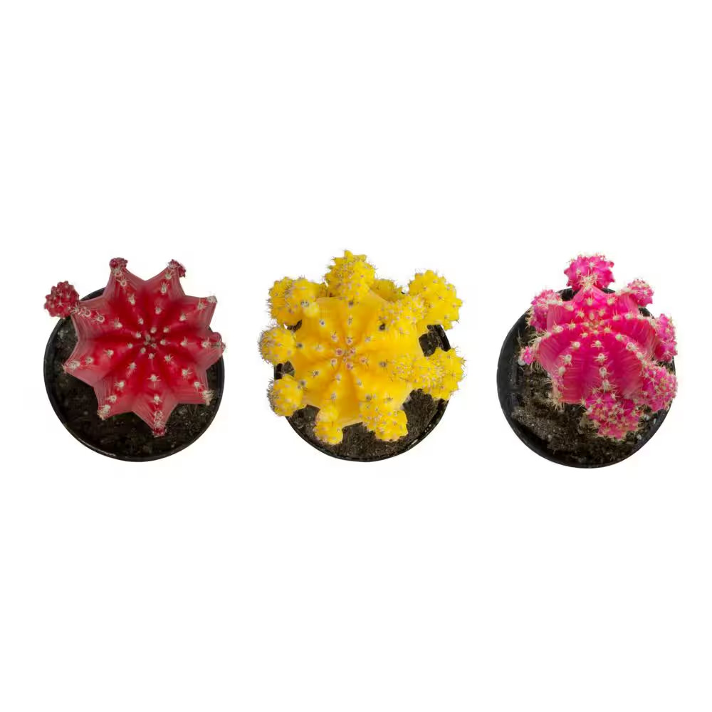 2.5 In. Assorted Grafted Cactus (3-Pack)