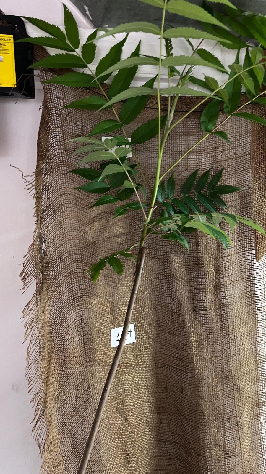 Staghorn sumac 1-2 year old, Pink lemonade plant!! Bare root