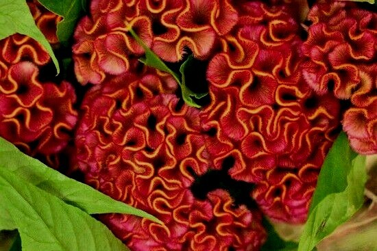Purple w/ Orange Tips Brain Celosia 25+ SEEDS Comb.S/H