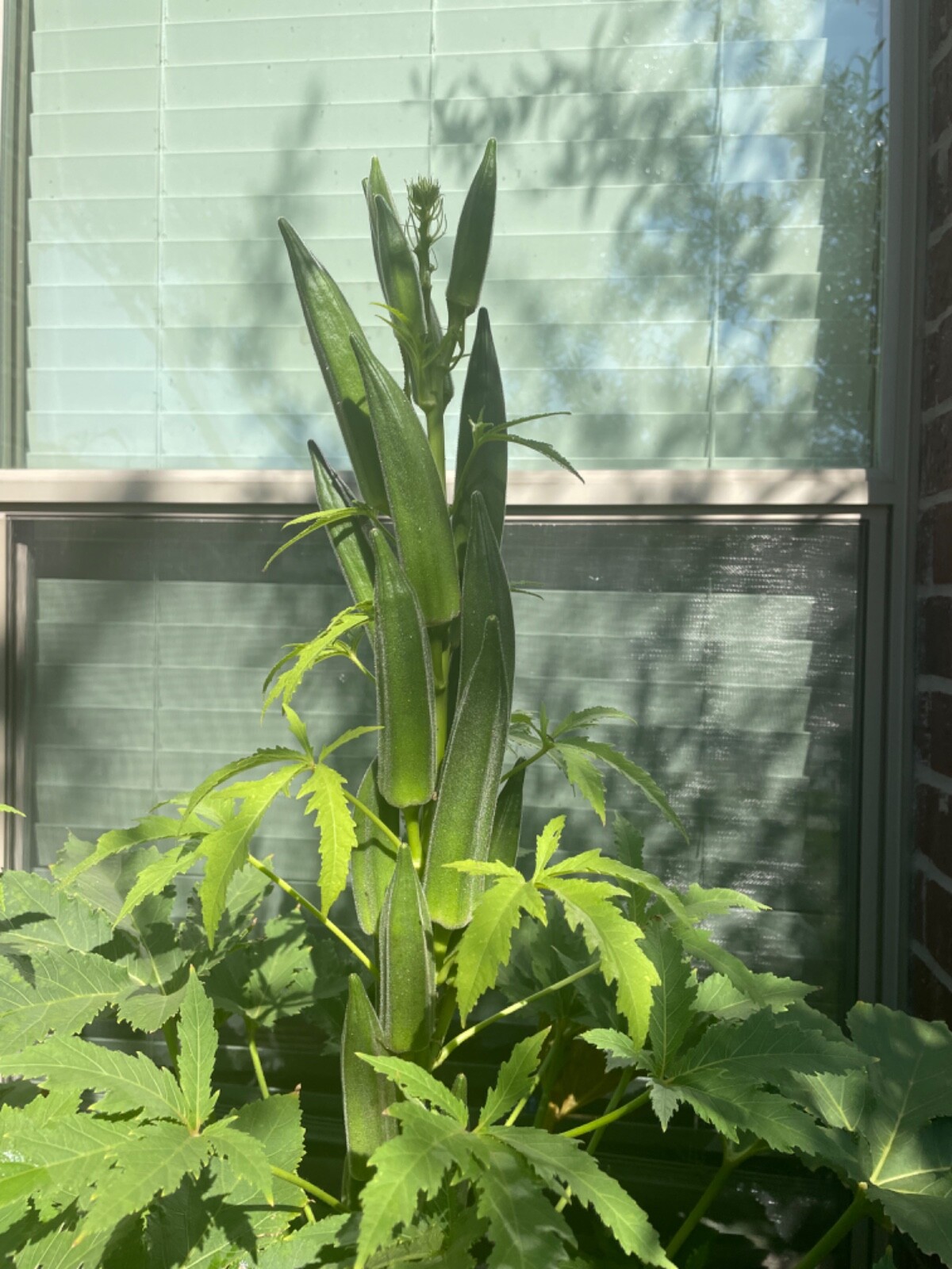 80+ Jambalaya, Okra Seeds Non-GMO Open Pollinated Early and Super Prolific