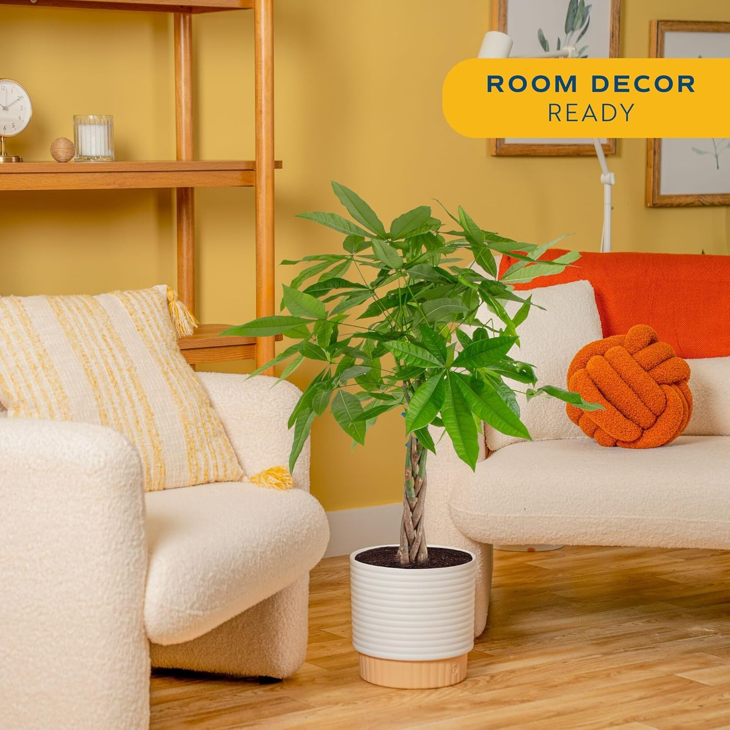 Costa Farms Live Money Tree (Pachira Aquatica), 3-4 Feet Tall, Large Indoor Plan