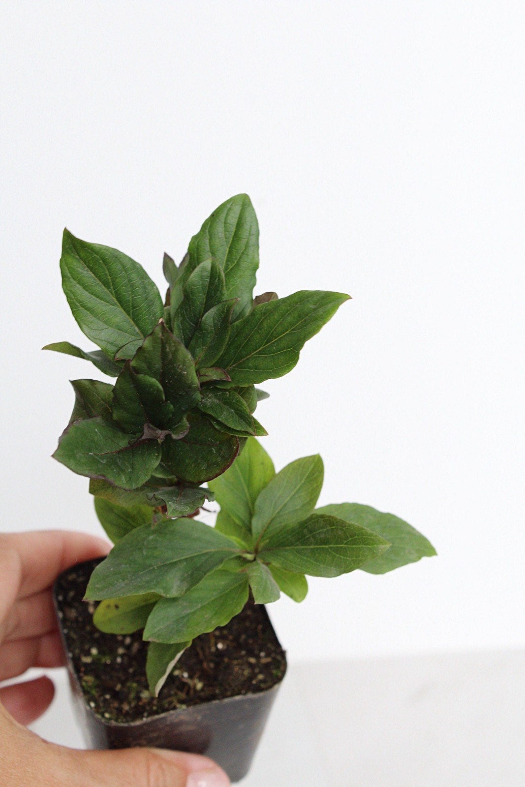 Purple Honeysuckle Vine, 2 Inch Pot, Hardy Climbing Garden Plant, Fast Growing