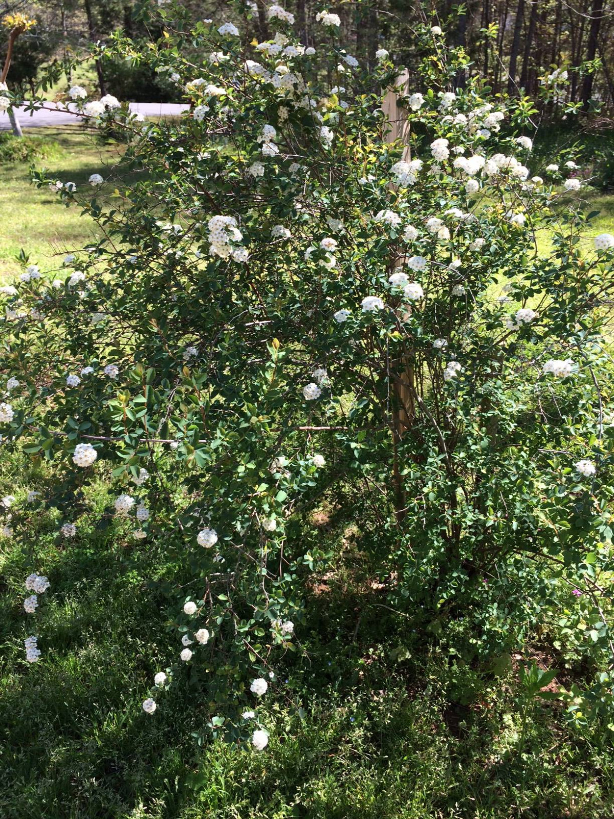 White Spirea Bush Tree 25 Seeds USA Seller