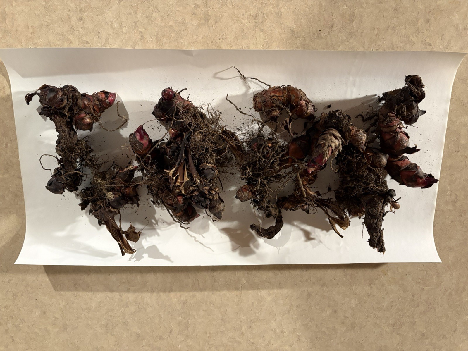 3 MEDIUM size Elephant Ear Bulbs….SPRING SALE!