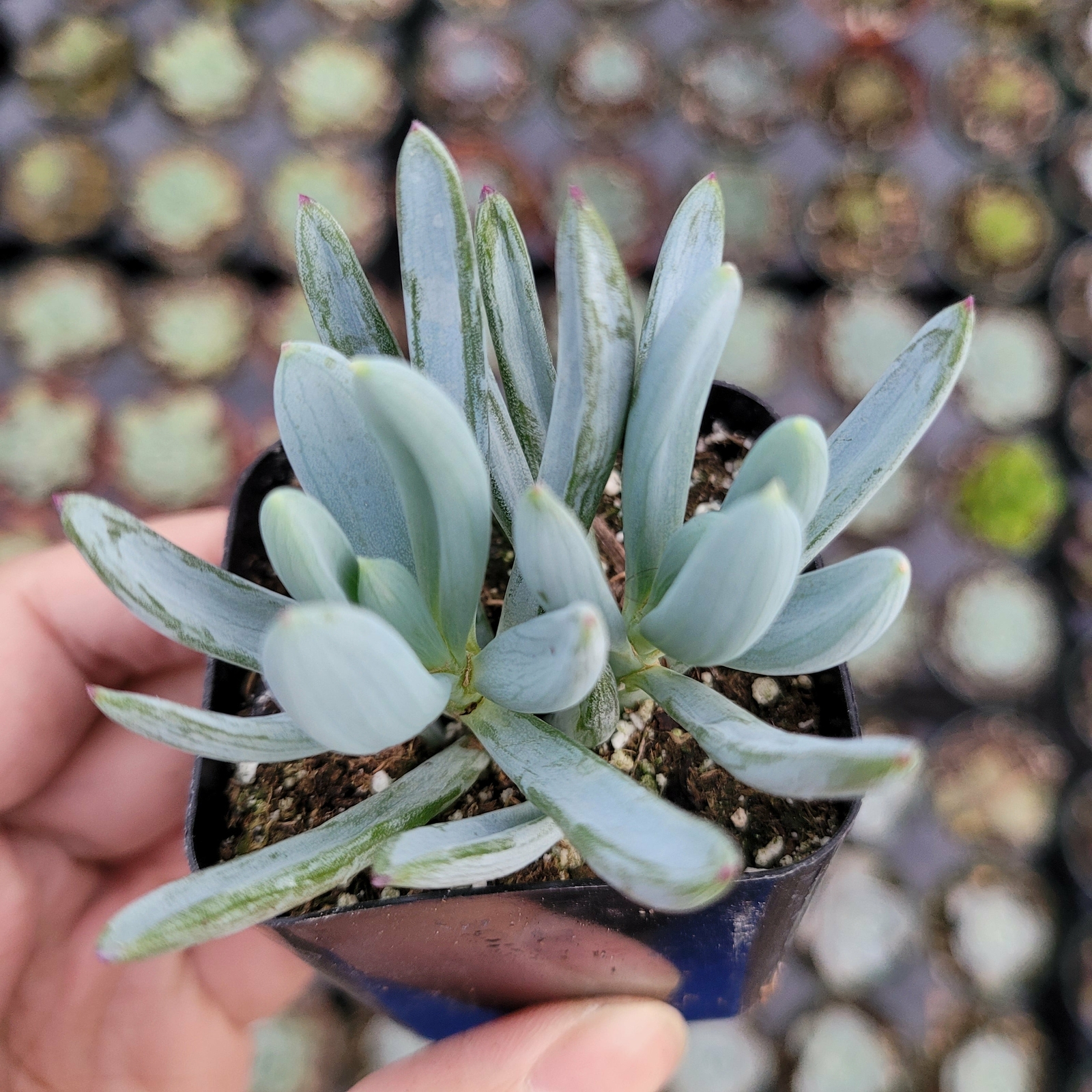 Senecio serpens ‘Blue Chalk Sticks’ Succulent Plant