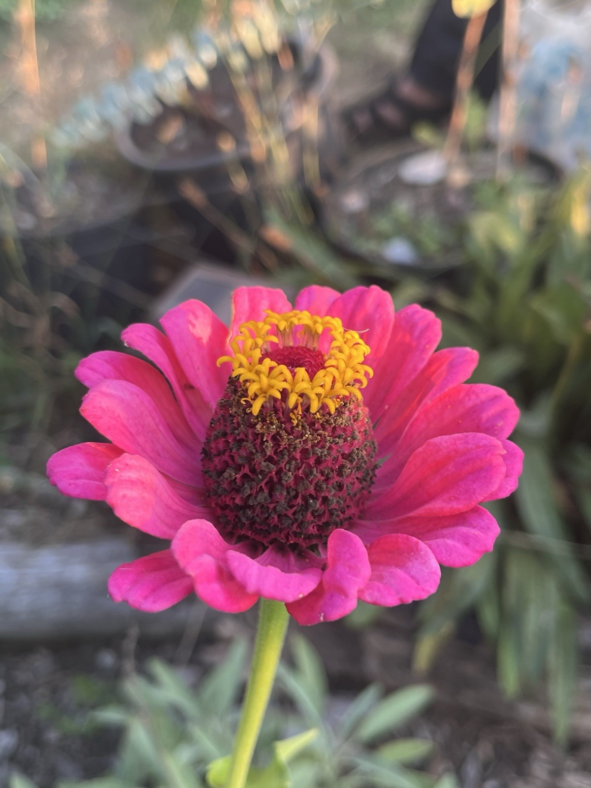 Garden Start Seed Variety Packs (PNW Native, Rare Exotic)
