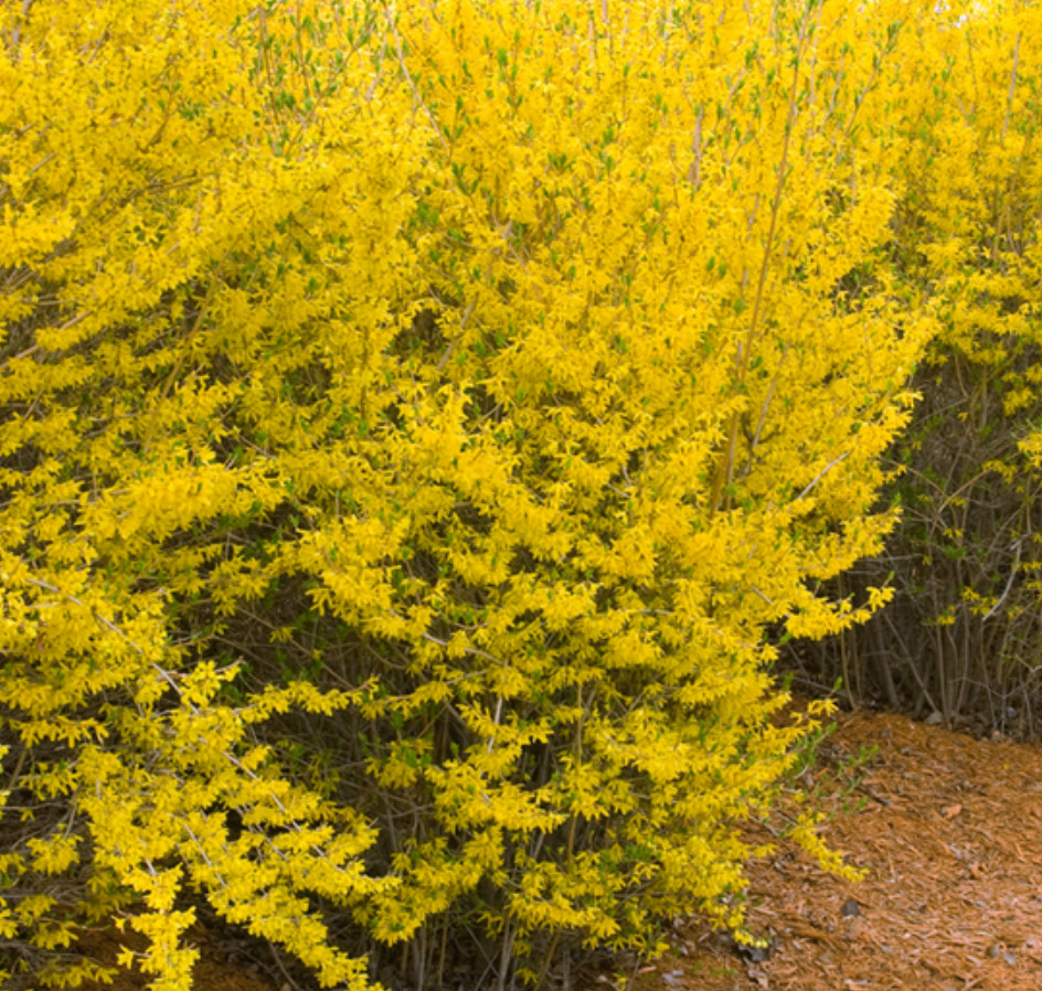 Lynwood Gold Forsythia Plant – 2.5″ Pot – AK: Bareroot Oct–May –No Ship PR, HI