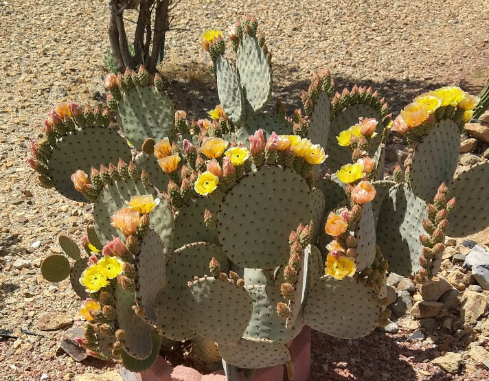 Opuntia rufida Clock Face Cold Hardy Cactus 1 Pad