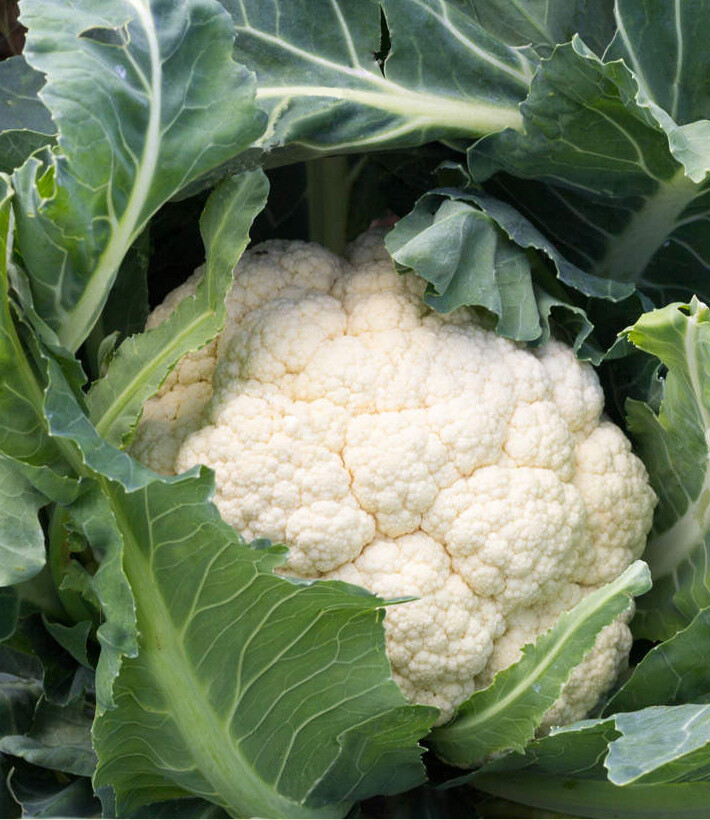 200+ Cauliflower Seeds Snowball Self Blanching Cauliflower(Brassica oleracea)USA