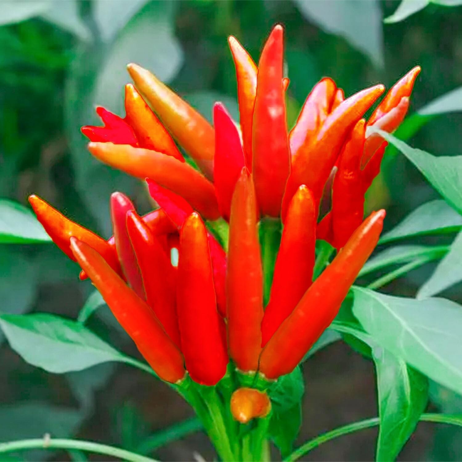 THAI HOT PEPPER Bird CHILI SEEDS 50+ VERY FRESH Non-GMO Capsicum frutescens FAST