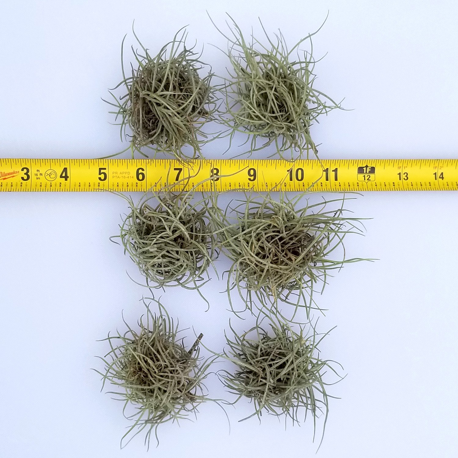 Live Air Plants (6 Pack) Tillandsia Recurvata – Texas Ball Moss – Small Ballmoss
