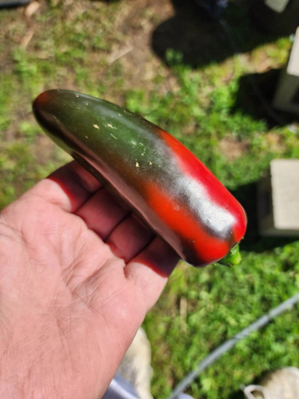 100+ Mammoth Jalapeno Hot Pepper Seeds —– Organic —- NON GMO