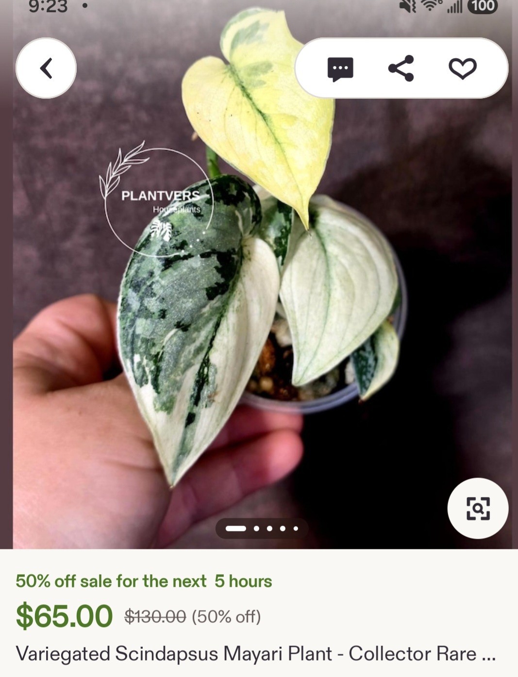 Rare Scindapsus Mayari Albo 18″ Tall not Aroid Monstera Philodendron Anthurium