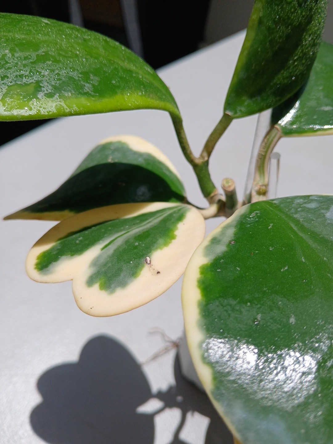 #913- HOYA KERRI VARIEGATED LIVE PLANT, LARGE LEAF, LARGE PLANT,