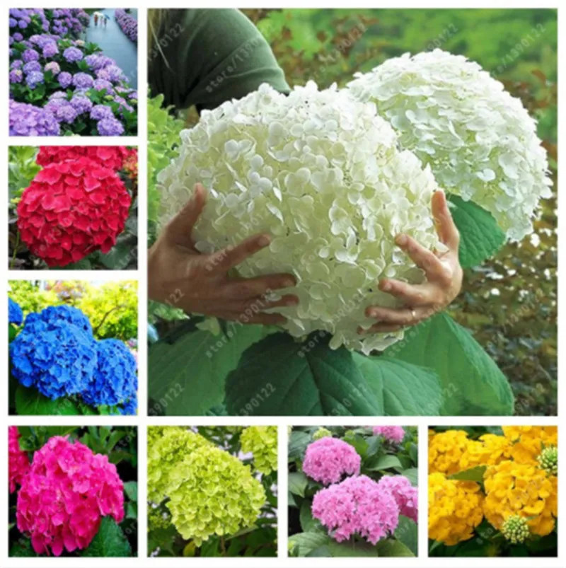 20 SEEDS for MIXED COLORS HYDRANGEA RARE red blue purple flower plant USA Seller