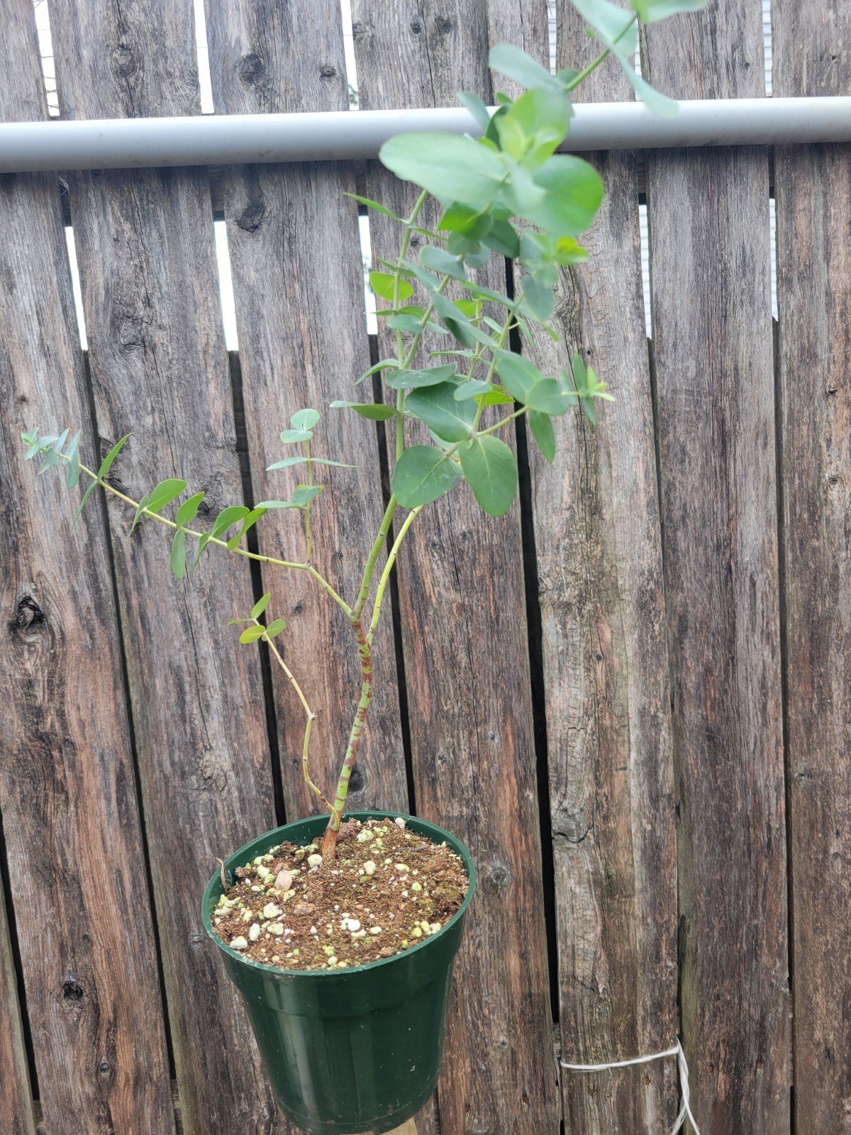 Small-leaved Gum Eucalyptus Parvifolia live tree in a 4″ pot
