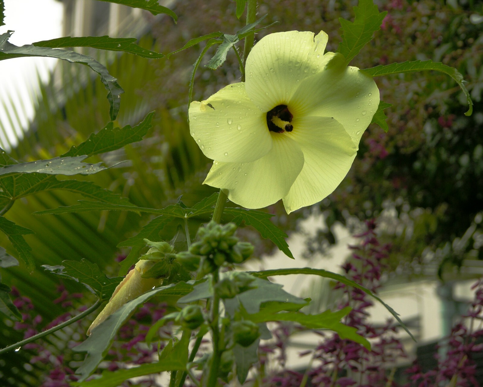 Abelmoschus manihot SUNSET HIBISCUS – hardy to zone 7 – 10 SEEDS!