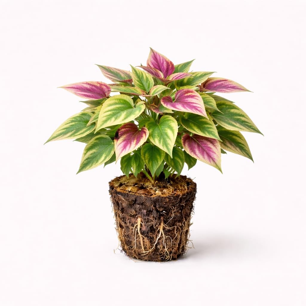 PLANT NOOK Sweet Potato Vine ‘Tri-Color’ Live Plant Starter Plug 2-Pack | Green