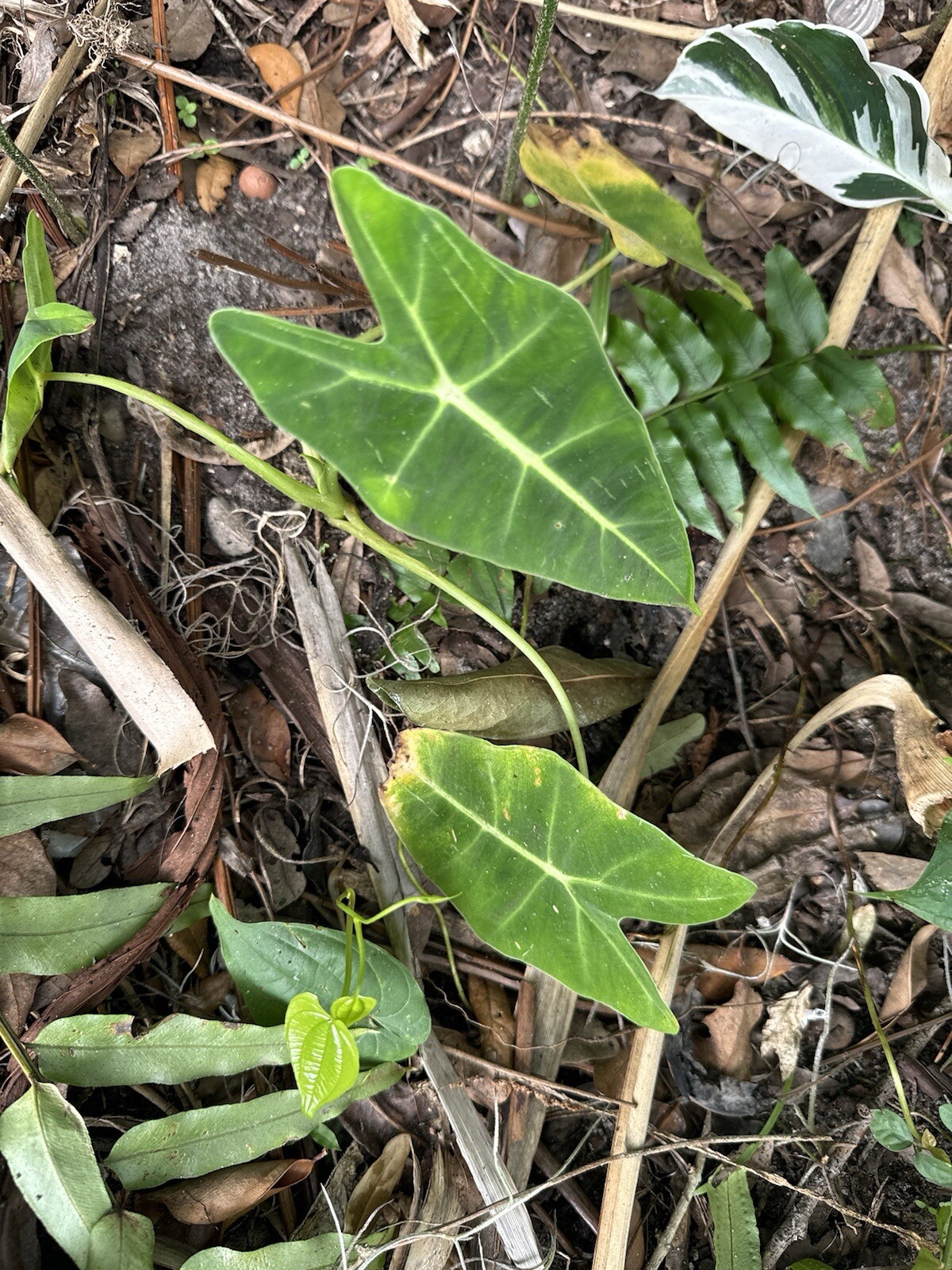 Green Velvet Alocasia