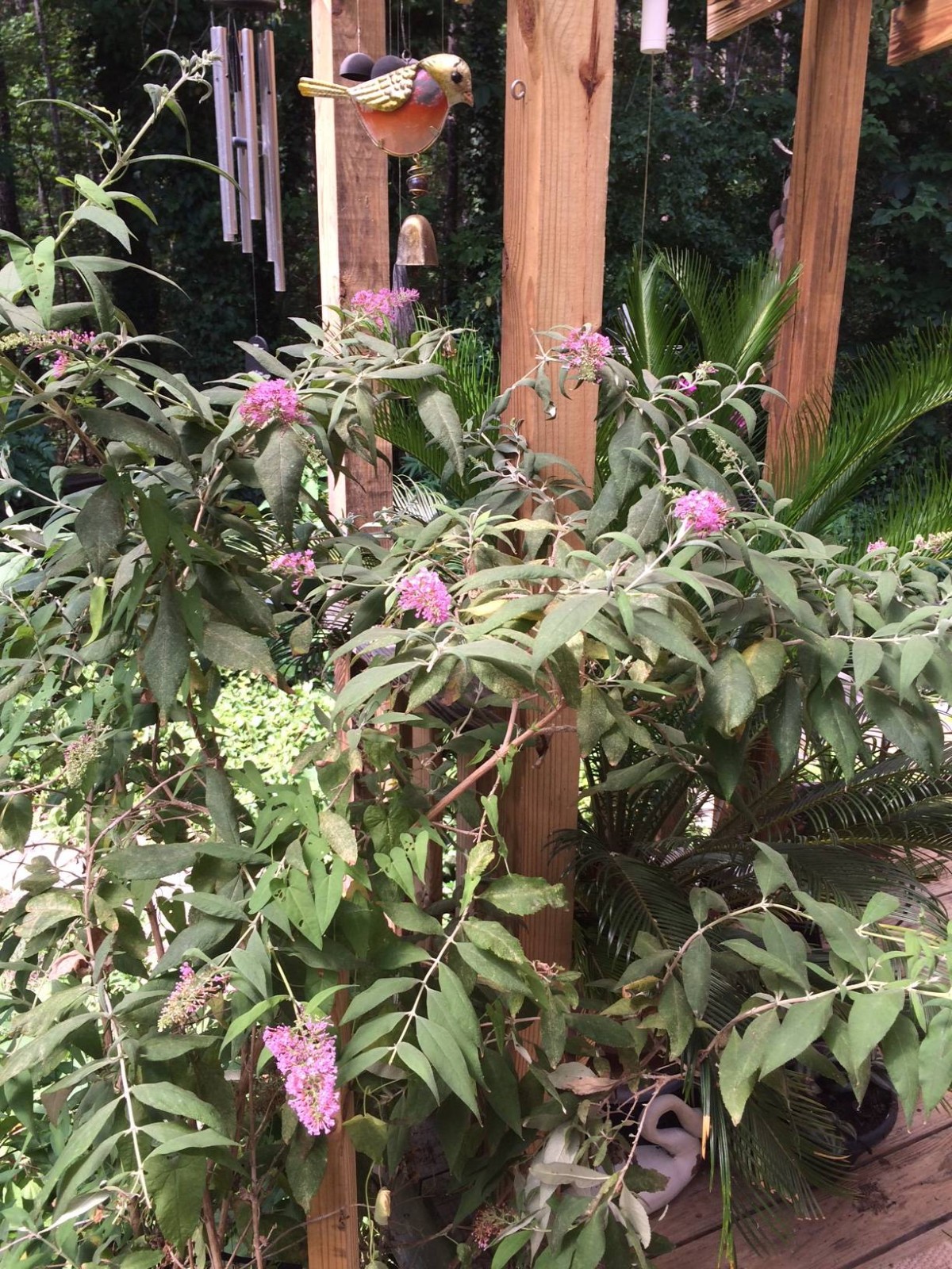 500 + Seeds Pretty n’ PINK Butterfly Budhelia Bush Perennial USA Seller