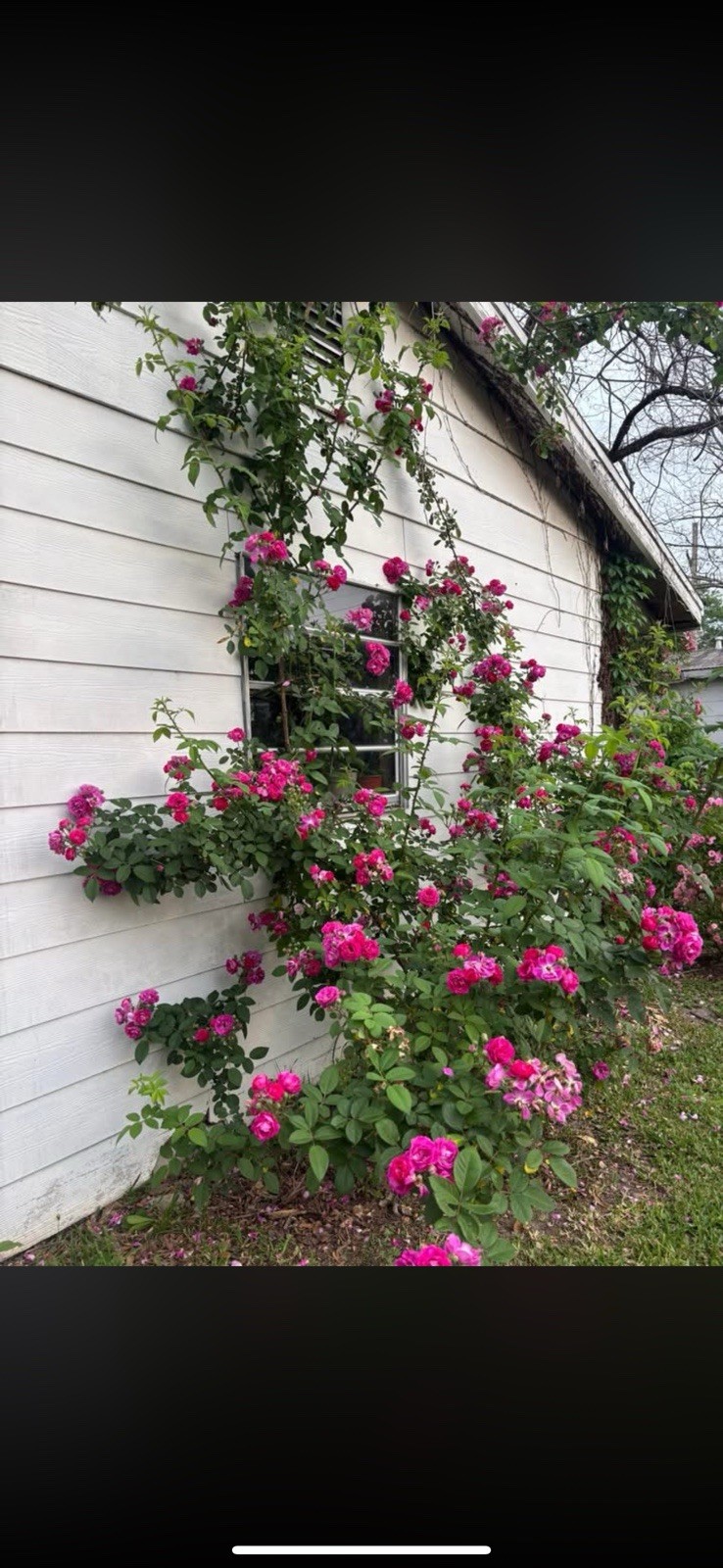 Peggy Martin (2-3ft)& 7 Sisters Rose (1ft)Combo Deal