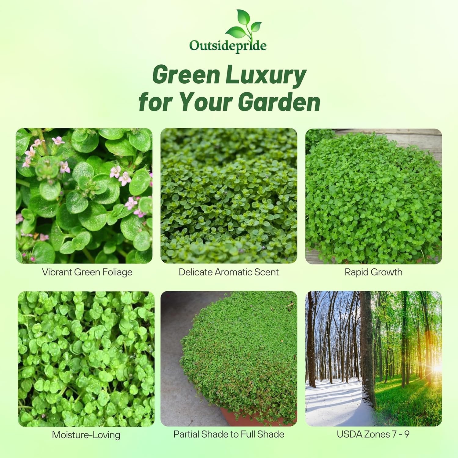25 Pellets Corsican Mint Seeds For Planting | Ground Cover Plant Seed