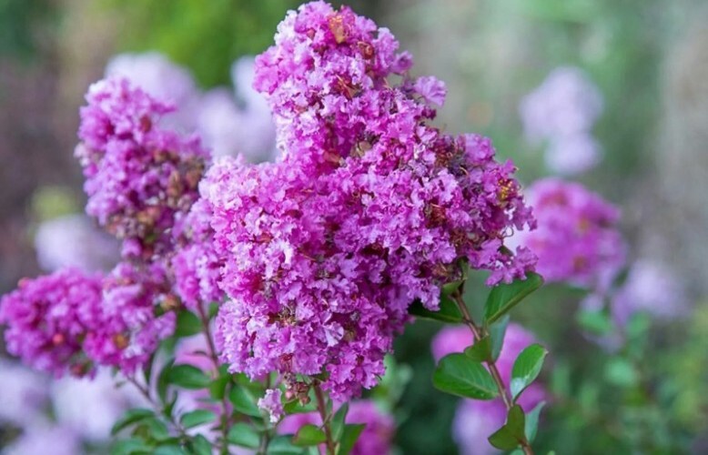 Milk Crape Myrtle Cuttings Crepe Myrtle fast grow for rooting plant 7 Cuttings