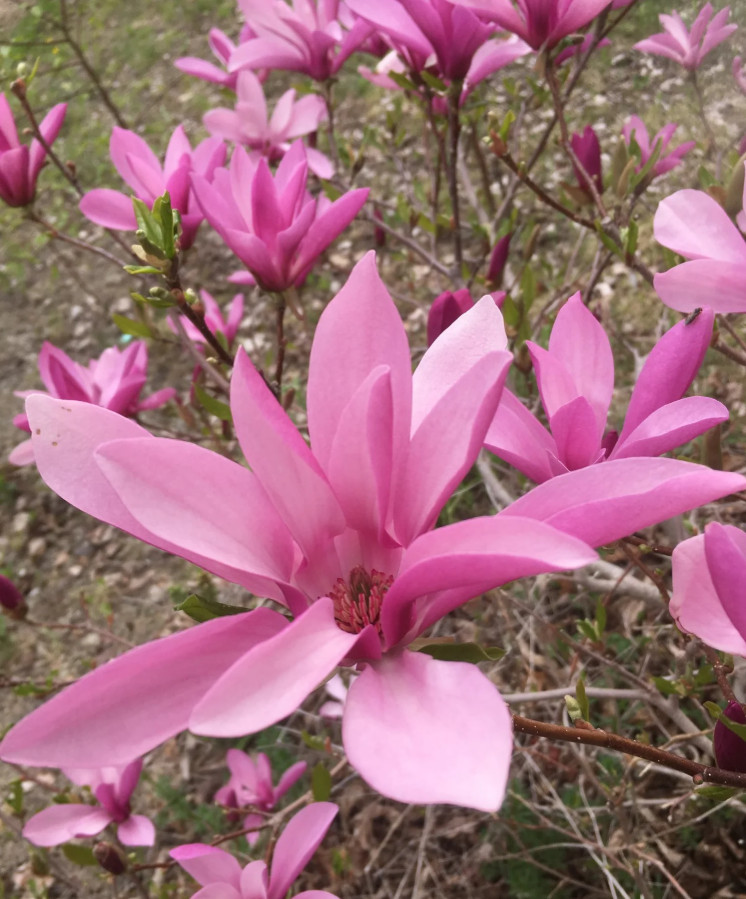 Ann Magnolia Tree/Shrub, Live Plant, 6–12″ Tall in 2.5″ Pot, No Ship AK, HI, PR