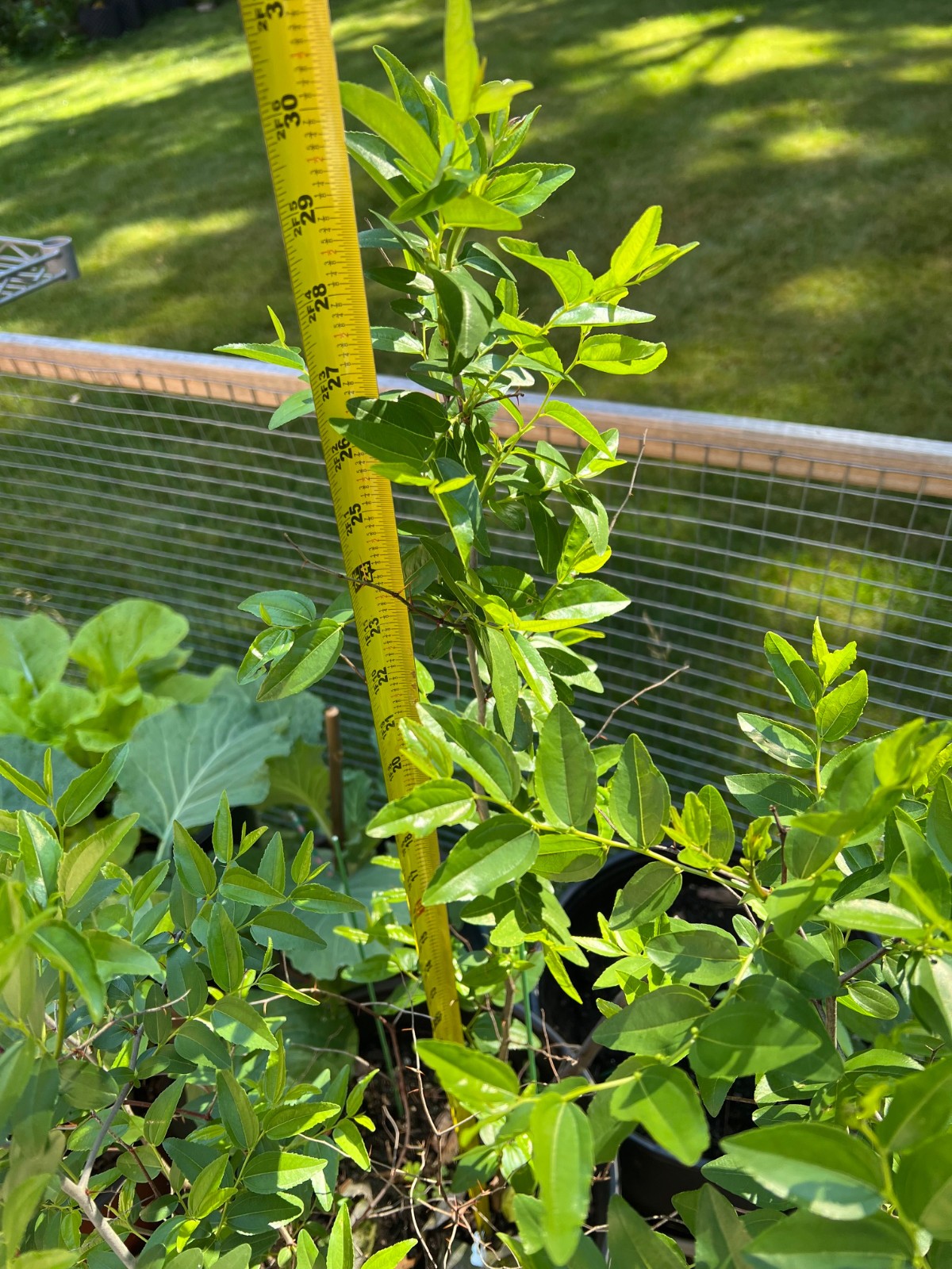 Live Winter Jujube Tree, 2Yr Old, Lot of 1 冬枣树苗, Plus Bonus
